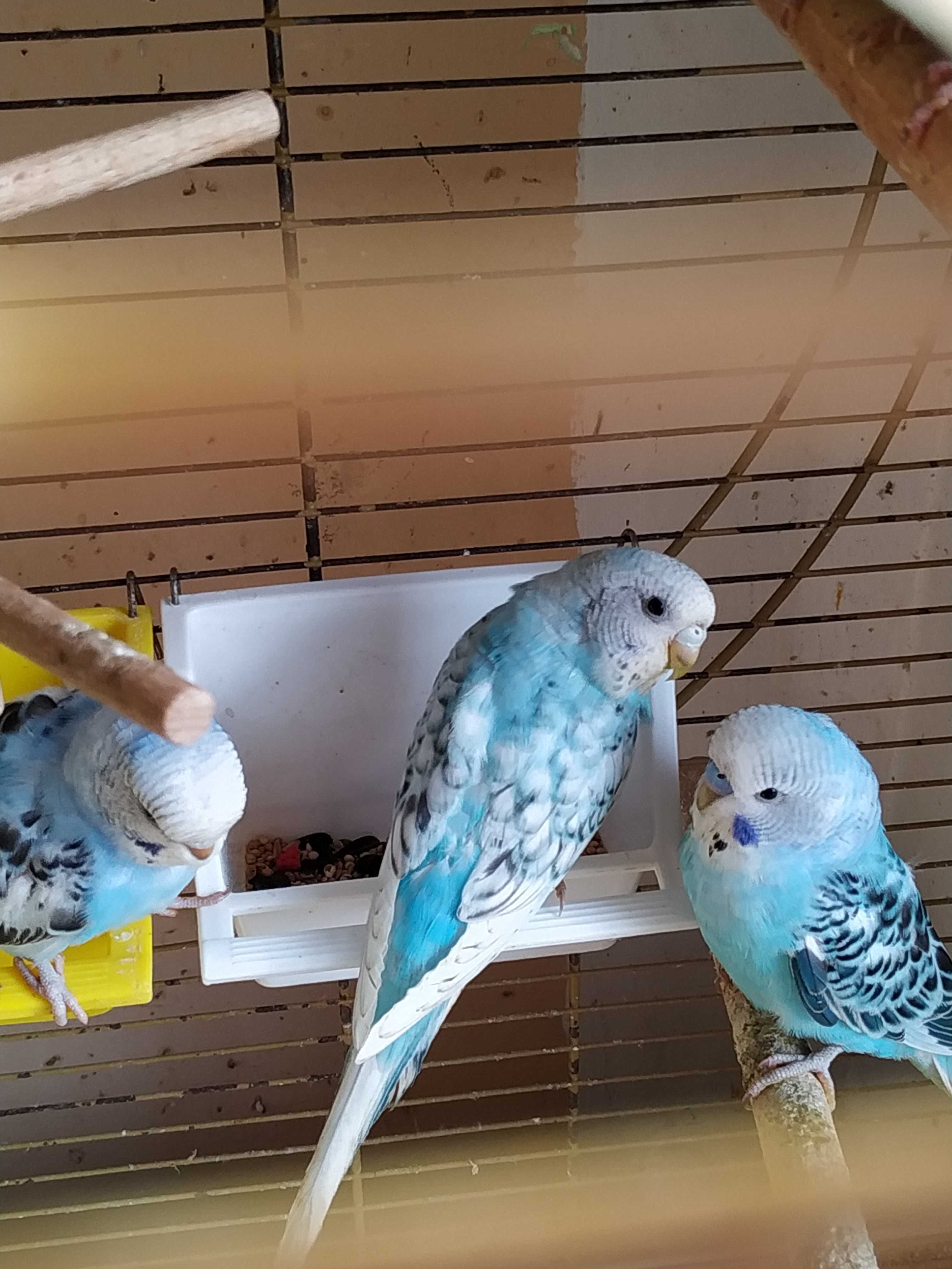 Papugi faliste niebieskie i żółte