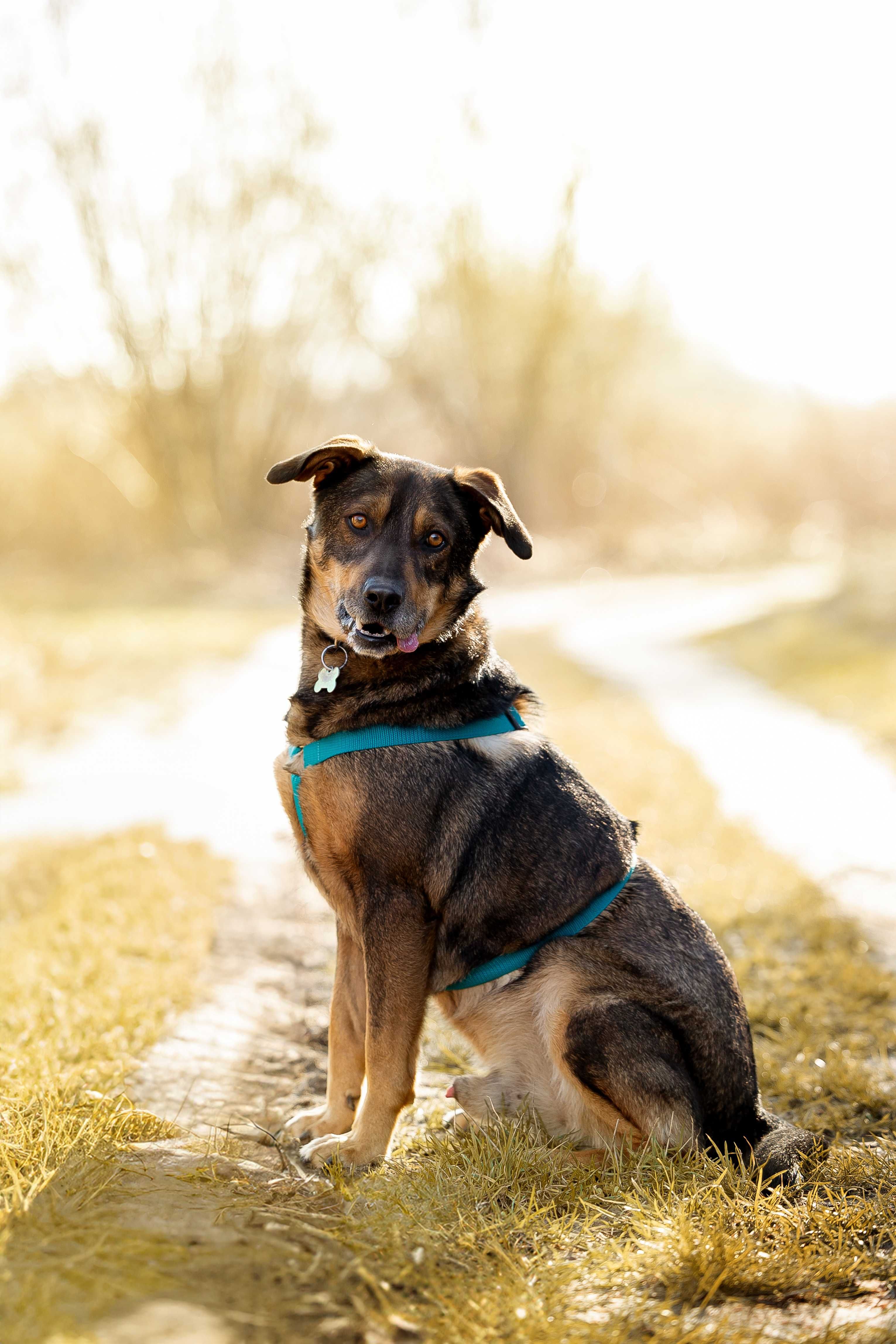 Hukerek- wyjątkowy piesek poleca się do adopcji