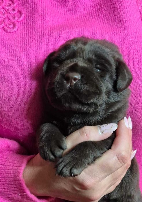 Labrador Retriever ZKwP/FCI- czekoladowa sunia