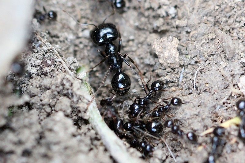 Колонії 2025 Messor Capitatus Солдати / фермы / муравьи / мессор /форм