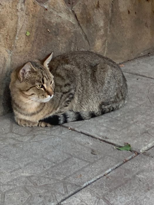 Котик 5 місяців шукає родину