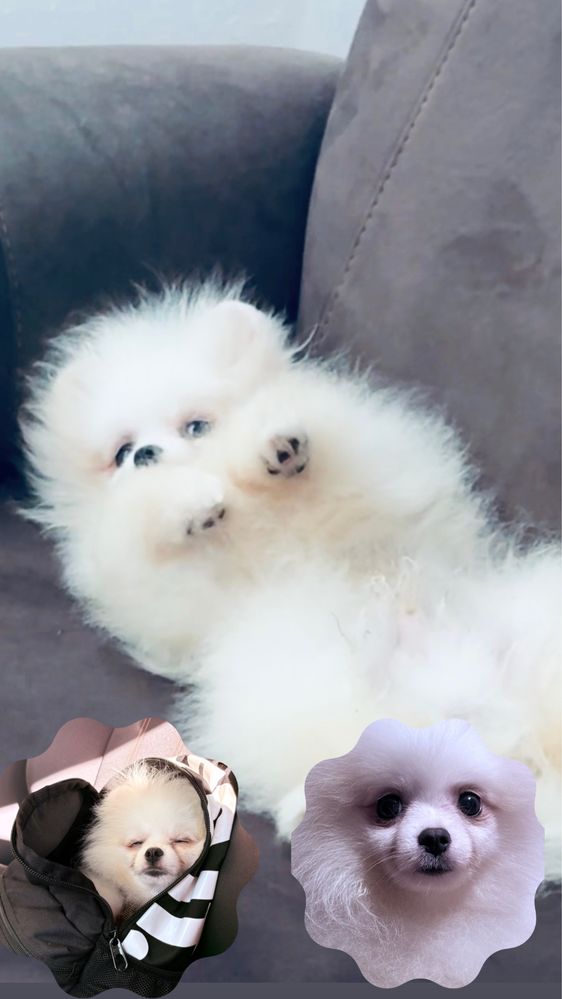 Lulu da Pomerânia Anão / spitz