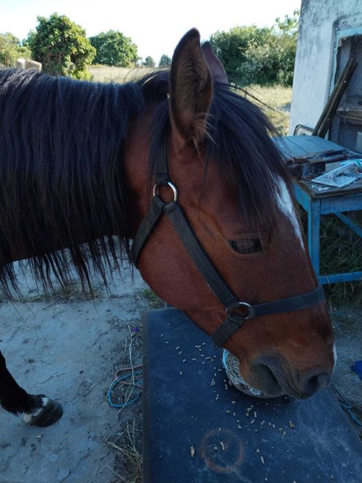 Cavalo montado e engatado 11 anos com livro