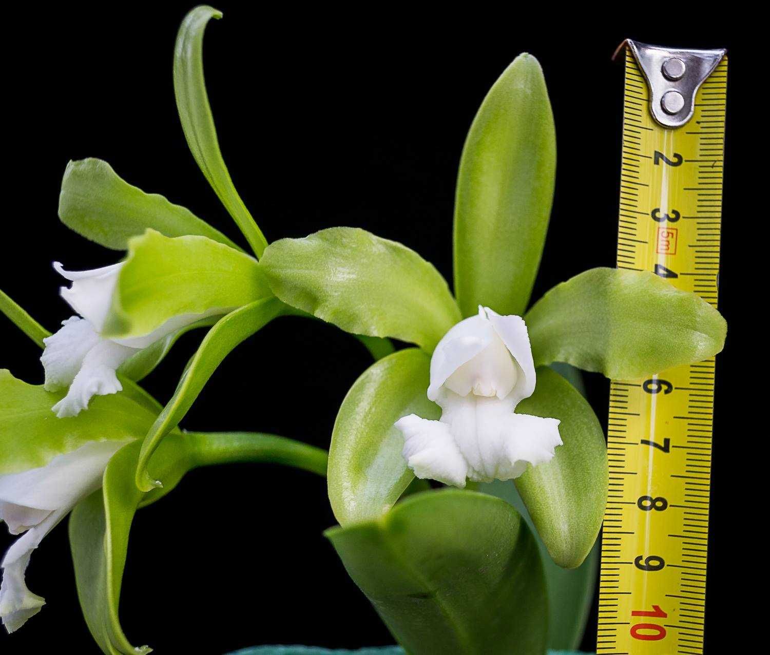 Orquídea Cattleya bifoliada alba.