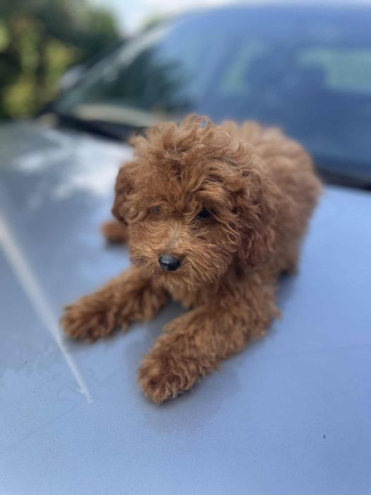 Suczka pudel toy/miniatura red