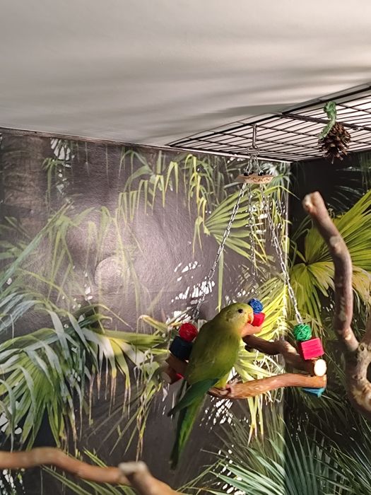 Zabawka huśtawka trójkątna dla ptaków papugi leszczyna, brzoza