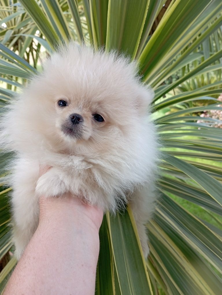 Lulu da Pomerânia miniatura