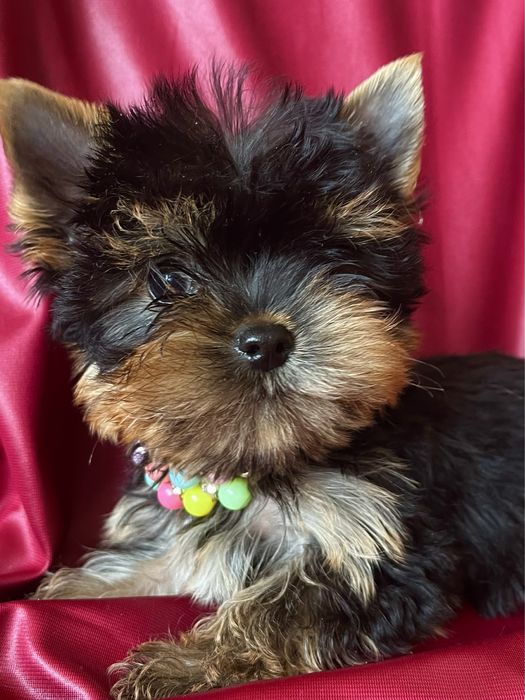 Породный красивый МИНИ мальчик Йоркширский терьер