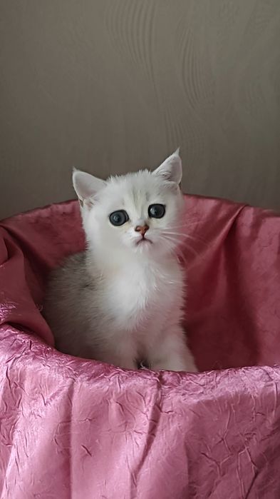 Сріблясті шиншили ns 12