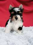 York Biewer piesek z rodowodem Yorki Yorkshire Terrier