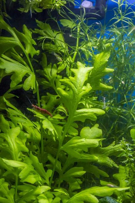 Rośliny antyglonowe na start Paprotnica Limnophila Phyllantus Fluitans