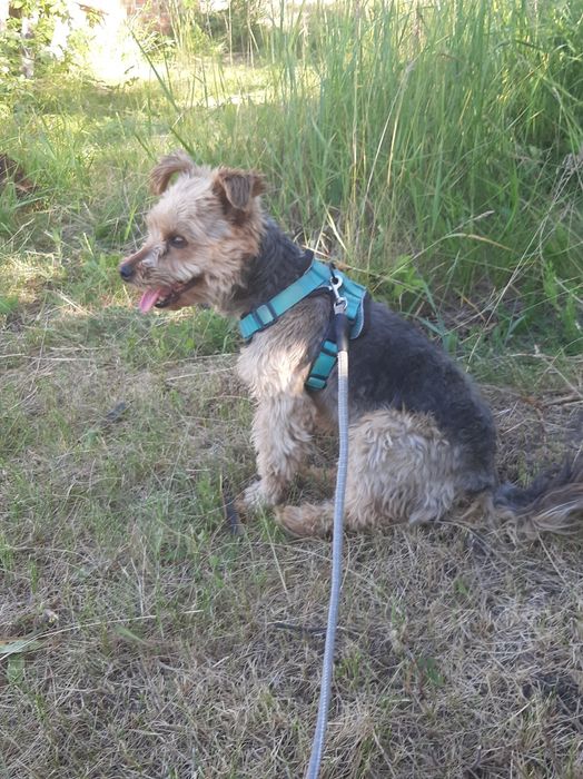 хлопчик Йорк шукає дівчинку