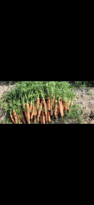 Sprzedam marchew