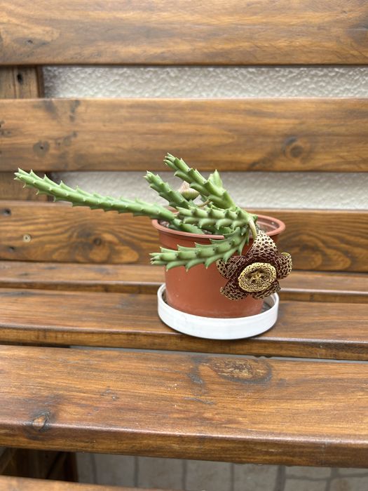 Vendo suculentas com flor.