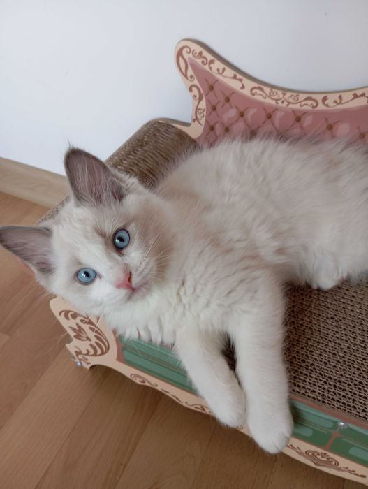 Ragdoll piękny kocurek BLUE BICOLUR