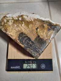 Pedra preciosa fóssil castanha