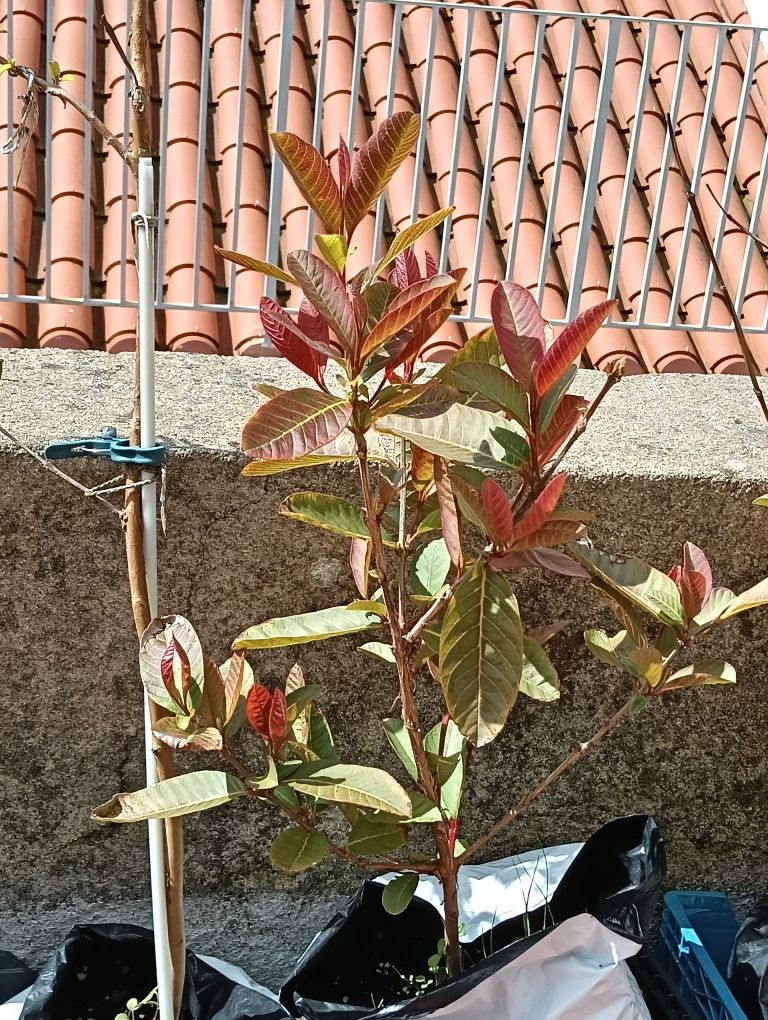 Mudas de Goiabeiras