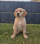 Golden Retriever szczeniaki