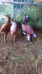 Cabras anas novas