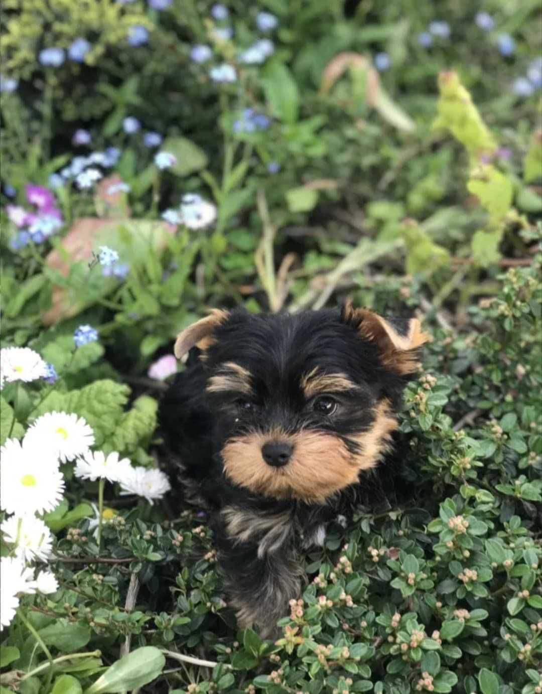 Szczeniaczek yorkshire terrier Piesek