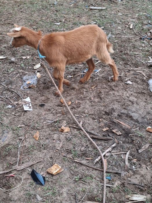 Cabras raça grande novas