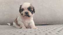 Szczeniak suczka shih tzu