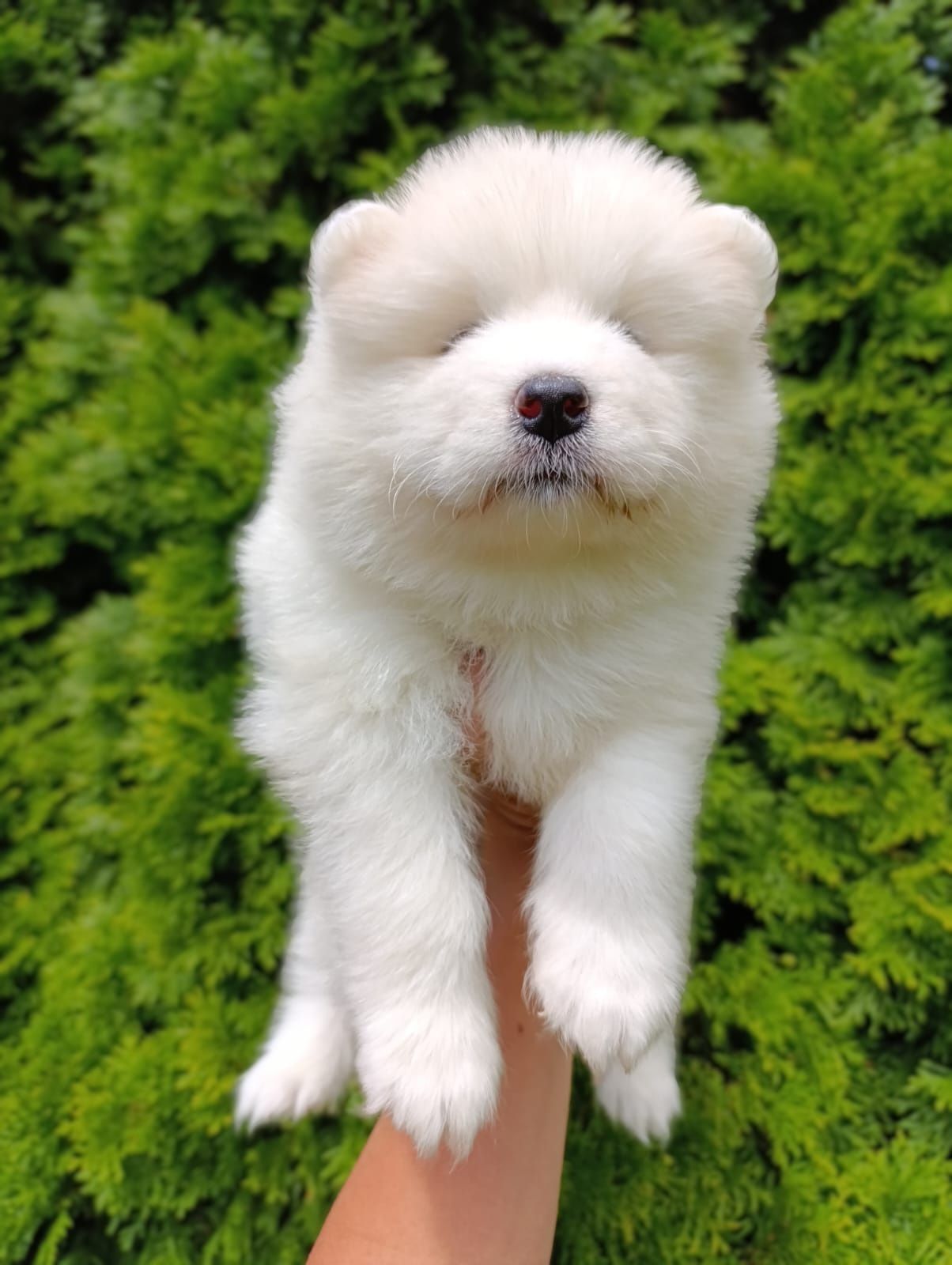 SAMOYED - wyjątkowa rasa dla wyjątkowych ludzi