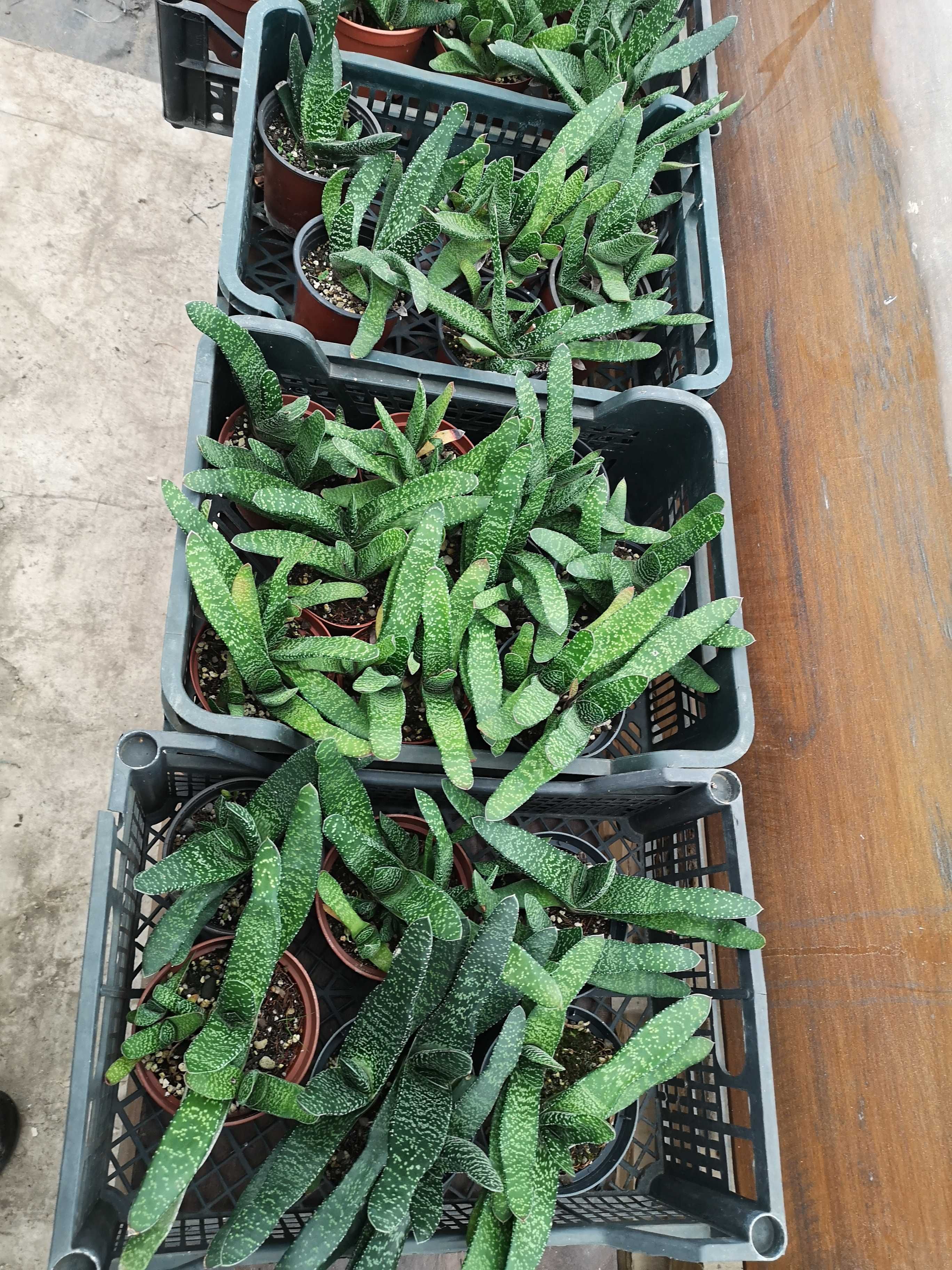 sukulenty gasteria kaktusy