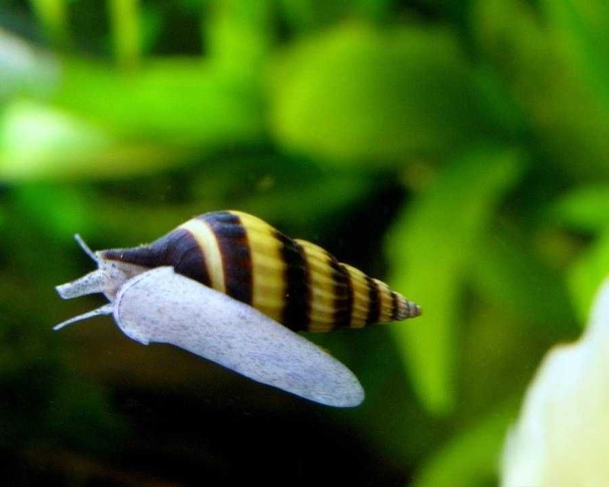 Ślimak Helenka  - do akwarium