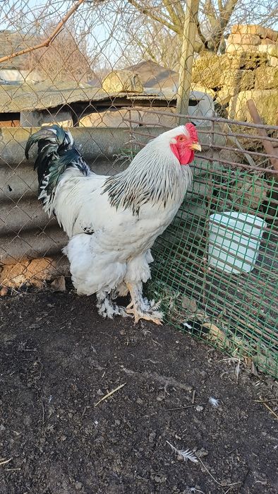 Продам півнів брами