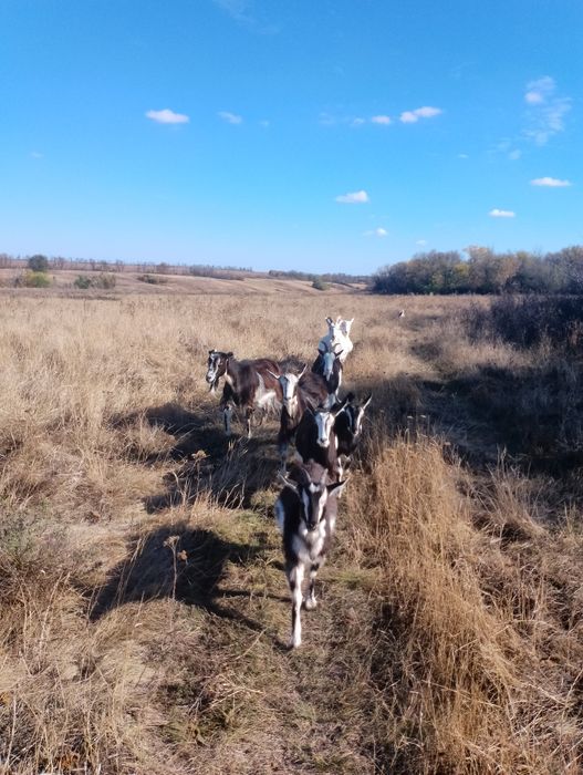 Стадо — 5 взрослых коз (2 зааненские + 3 помесь), дойные, спокойные