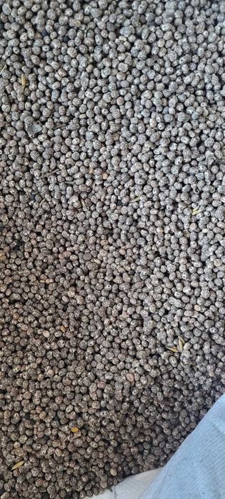 Łubin na poplon niebieski wąskolistny gorzki