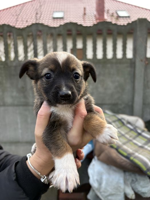 Szczeniaki do wydania