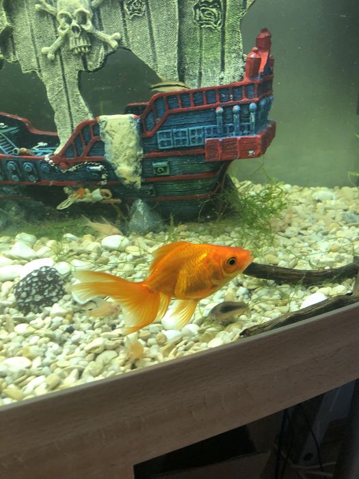 Ryba welon złota rybka