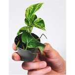 Epipremnum aureum Golden Pothos - Jibóia - Terrários Répteis