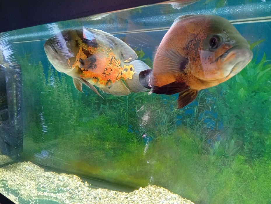 Peixe água quente Oscar