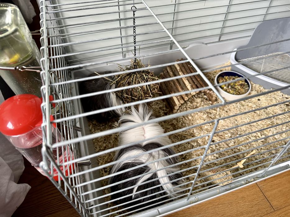 Świnki morskie peruwianki - długowłose. Razem z klatką.