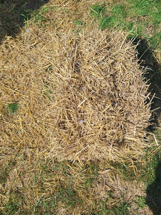 Słoma kostka 10 zł.