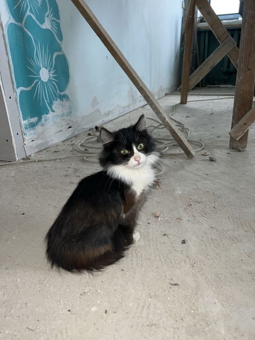 В добрі руки гарний котик