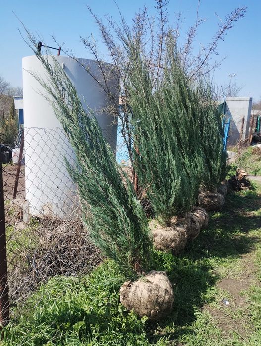 Блу Ерроу можжевельник ялівець Blue Arrow різні розміри в наявності