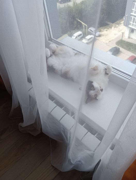 Віддам кицю біля 2 років