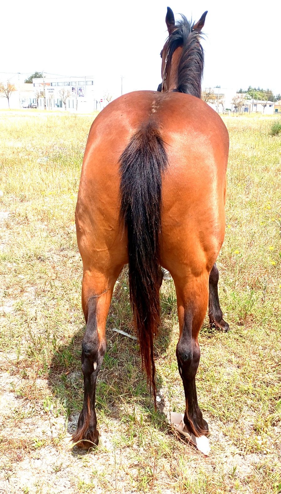 Cavalo  castanho.