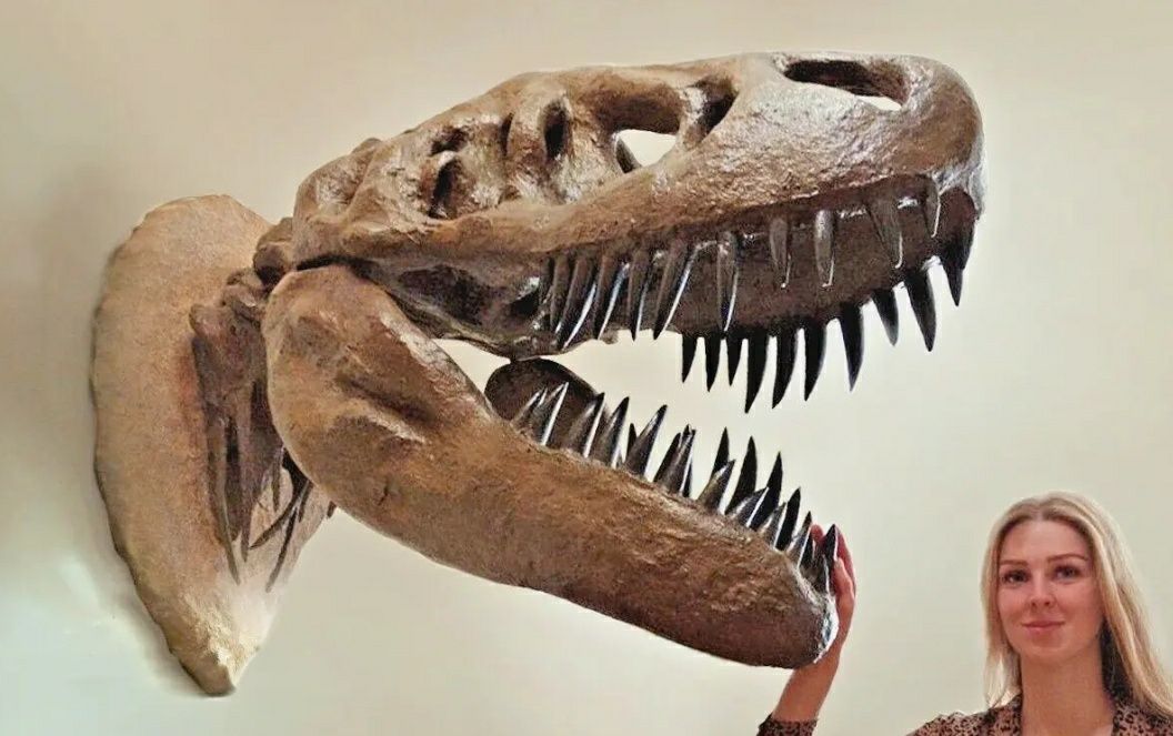 Crânio de T-Rex fóssil de parede