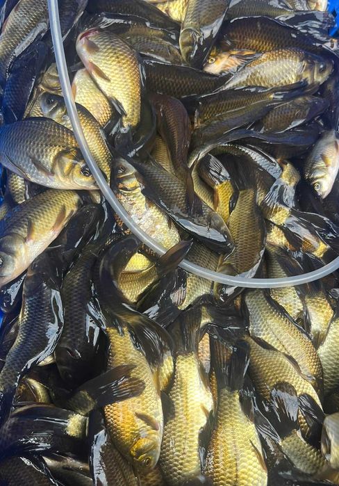 Żywiec karaś na szczupaka okonia 8-12cm RYBKI na żywca