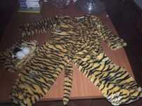 Fantasia Carnaval tigre