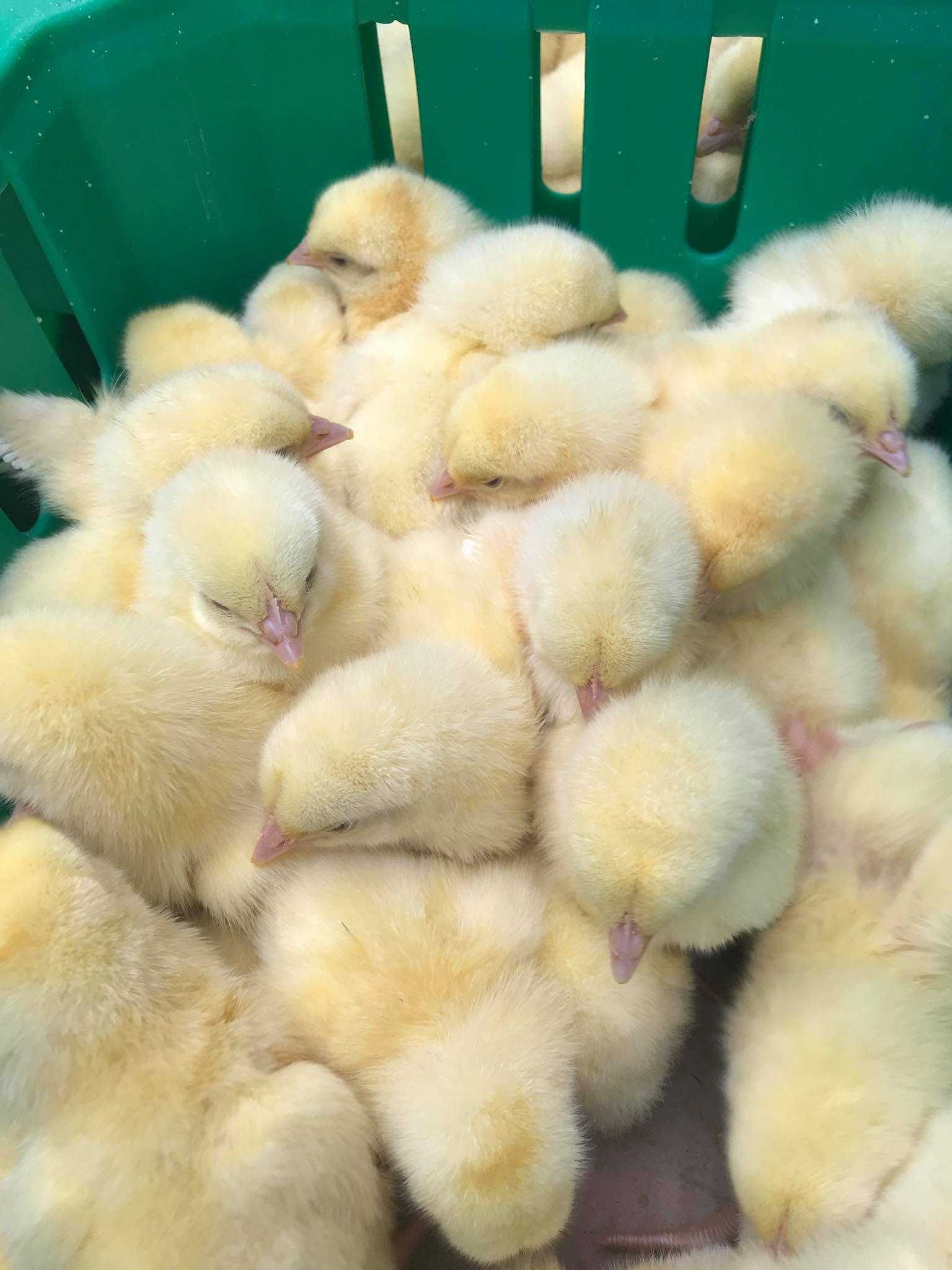 Kurczaki pisklęta nioski, Leghorn, Greenshell, Sussex, Rosa, Araucana