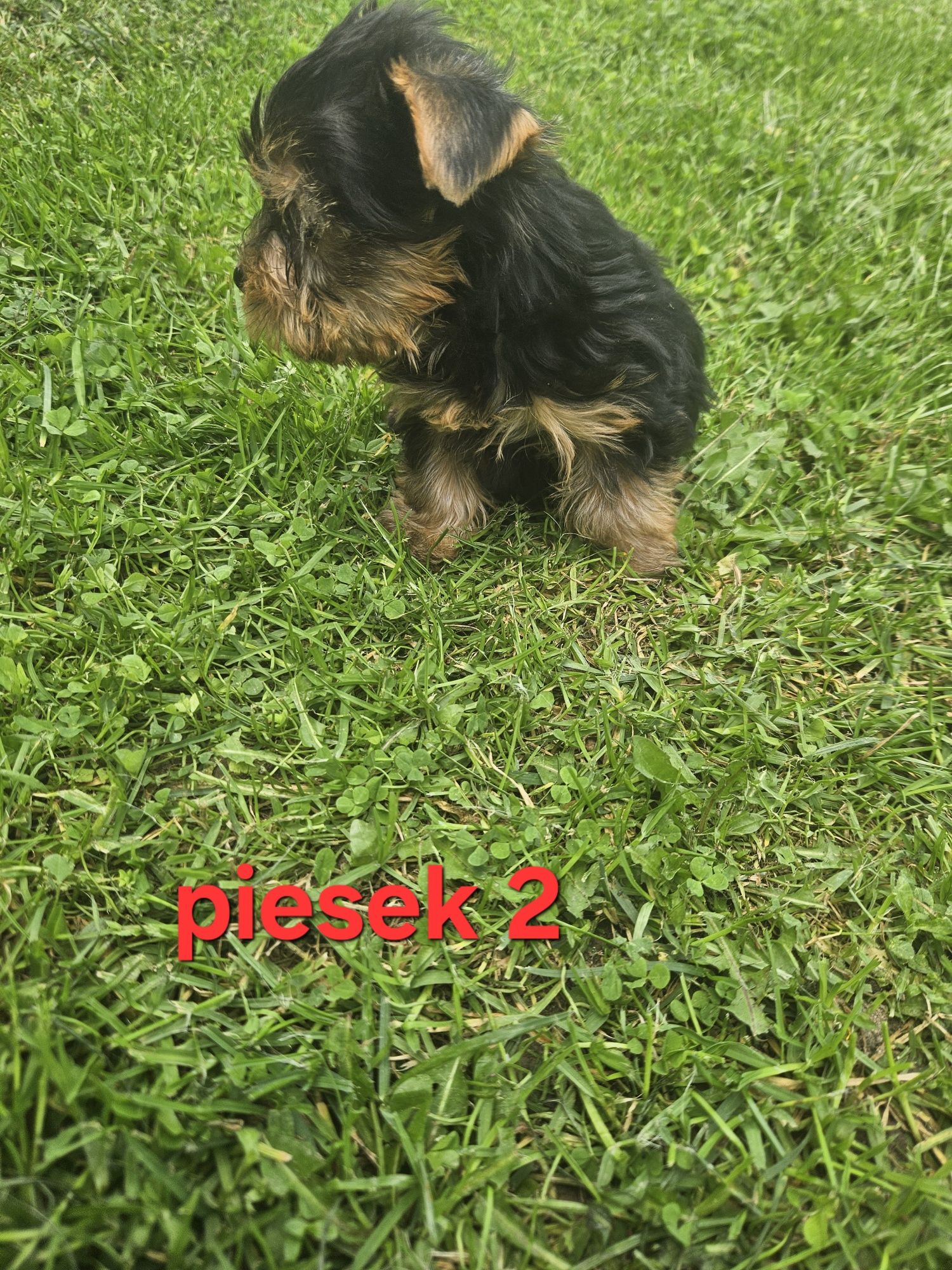 Piesek york z Rodowodem do odbioru
