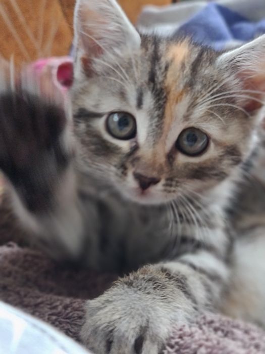 Piękne kotki do wydania