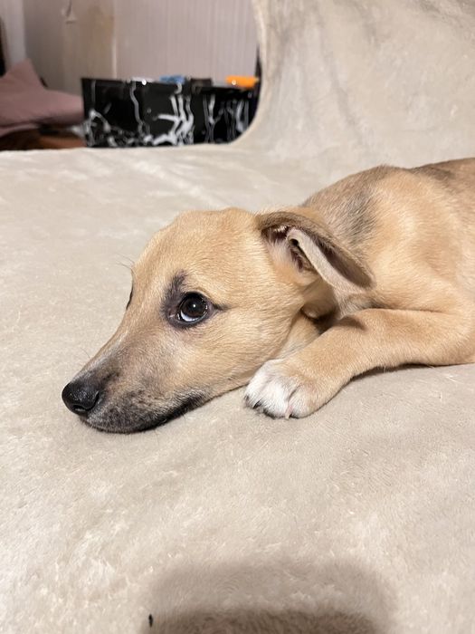 Хлопчик, дуже лагідний, орієнтований на людину в пошуках родини