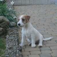 Jack Russell Terrier  ZKwP FCI chłopak